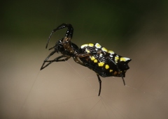 Micrathena funebris