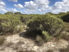 Melaleuca brevifolia