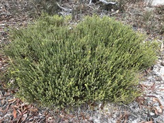Phyllota remota