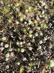 Psilocarphus brevissimus