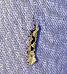 Rhigognostis interrupta