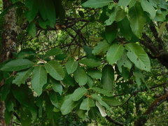 Styrax ramirezii