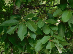 Styrax ramirezii