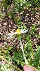 Taraxacum albidum