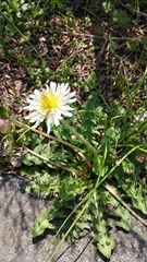 Taraxacum albidum