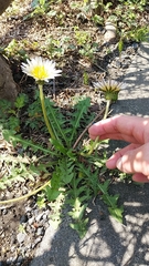 Taraxacum albidum