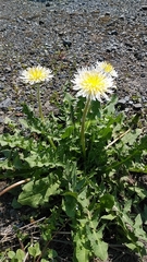 Taraxacum albidum