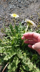 Taraxacum albidum