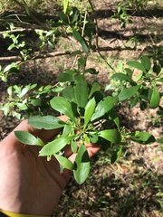 Myoporum boninense