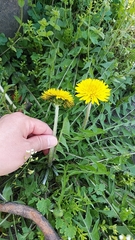 Taraxacum
