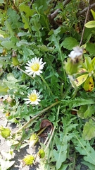 Taraxacum albidum