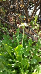 Taraxacum albidum