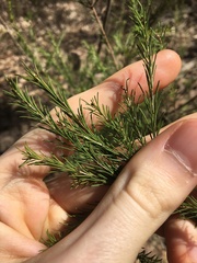 Melaleuca diosmatifolia