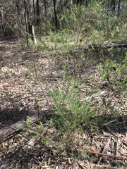 Melaleuca diosmatifolia