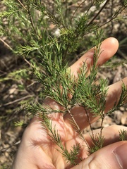 Melaleuca diosmatifolia