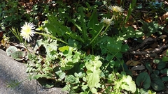 Taraxacum albidum