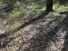 Melaleuca diosmatifolia