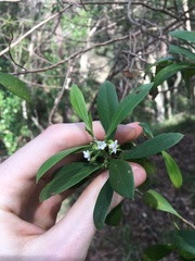 Myoporum boninense