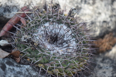 Mammillaria orcuttii
