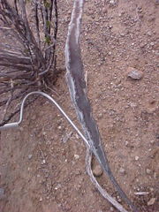 Peniocereus greggii greggii