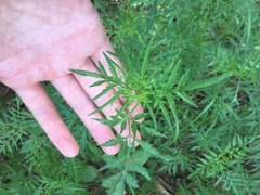 Bidens subalternans