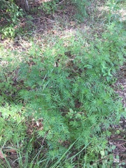 Bidens subalternans