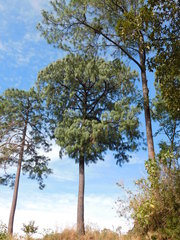 Pinus maximinoi