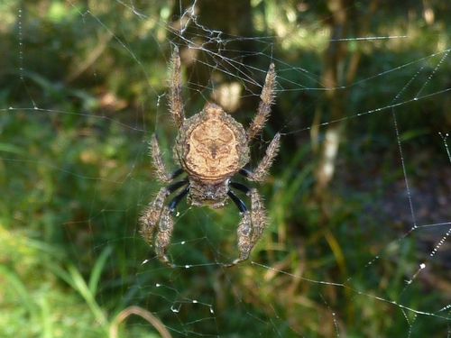 Common Bark Spider