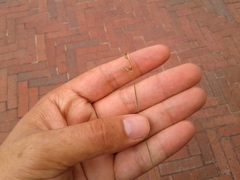 Juncus capillaceus