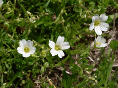 Mononeuria nuttallii