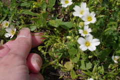 Mononeuria nuttallii