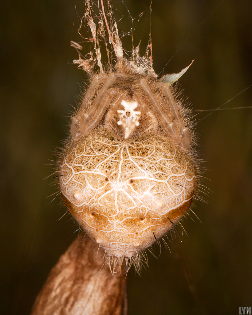 Ordgarius furcatus