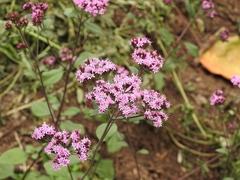 Stevia caracasana