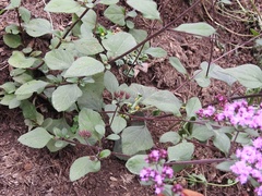 Stevia caracasana