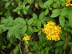 Tagetes nelsonii