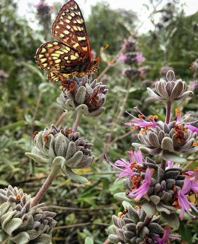 iNaturalist observation photo of Variable Checkerspot