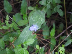 Elasis guatemalensis