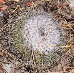 Mammillaria orcuttii