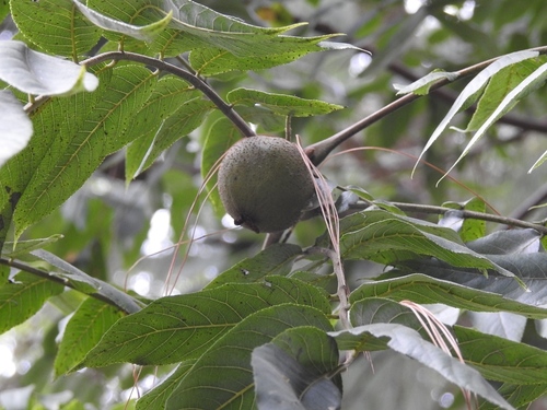 Juglans olanchana