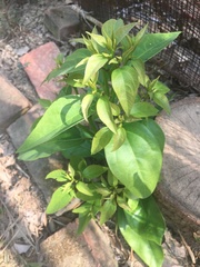 Cinnamomum micranthum