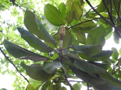Magnolia sharpii
