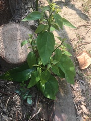 Cinnamomum micranthum