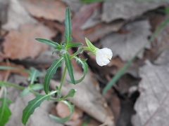 Oenothera kunthiana