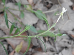 Oenothera kunthiana