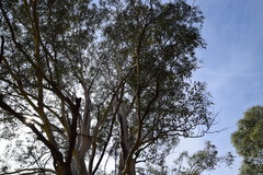 Eucalyptus punctata
