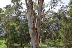 Eucalyptus punctata