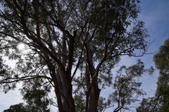 Eucalyptus punctata