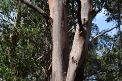 Eucalyptus punctata
