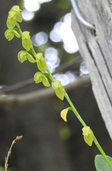 Pleurothallis quadrifida