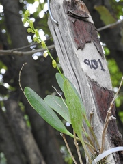 Pleurothallis quadrifida